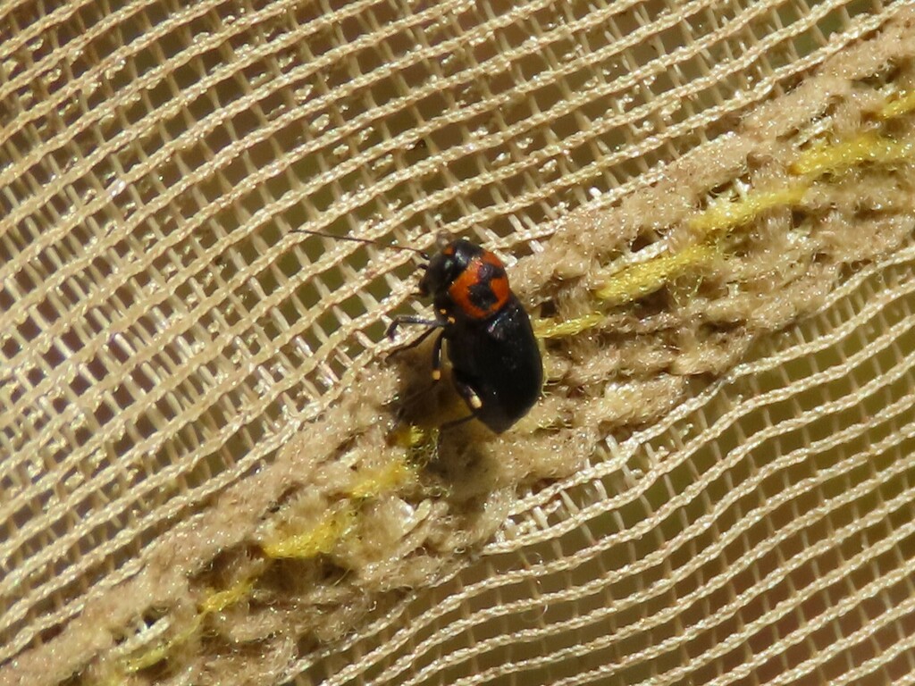 Pachybrachis pulvinatus