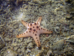 Protoreaster nodosus