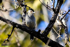 Thamnophilus torquatus