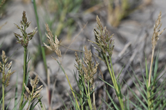 Sporobolus virginicus