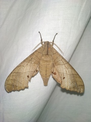 Marumba dyras