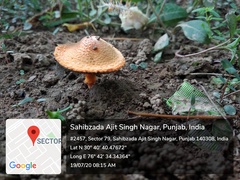 Fungi