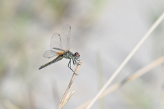 Sympetrum fonscolombii