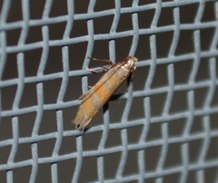 Battaristis vittella