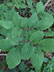 Lonicera xylosteum