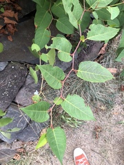 Reynoutria japonica