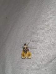 Rehimena phrynealis