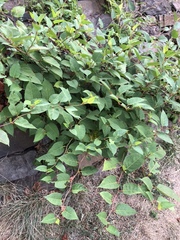 Reynoutria japonica