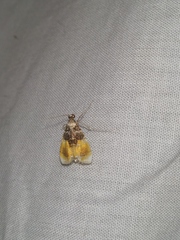 Rehimena phrynealis