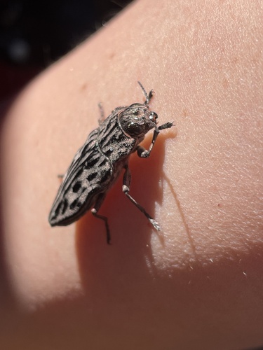 iNaturalist observation photo of Western Sculptured Pine Borer