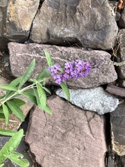 Buddleja davidii