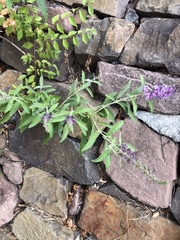 Buddleja davidii