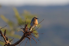 Schistochlamys ruficapillus