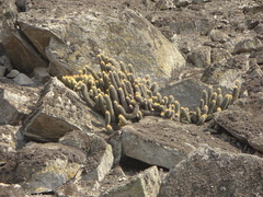 Haageocereus pseudomelanostele