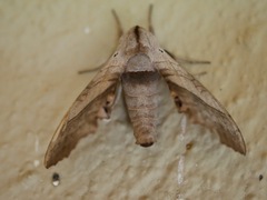 Rufoclanis