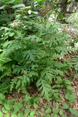 Tanacetum macrophyllum