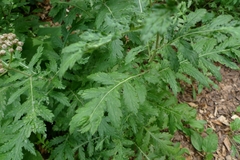 Tanacetum macrophyllum