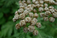 Tanacetum macrophyllum