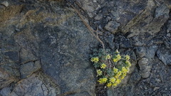 Odontarrhena alpestris