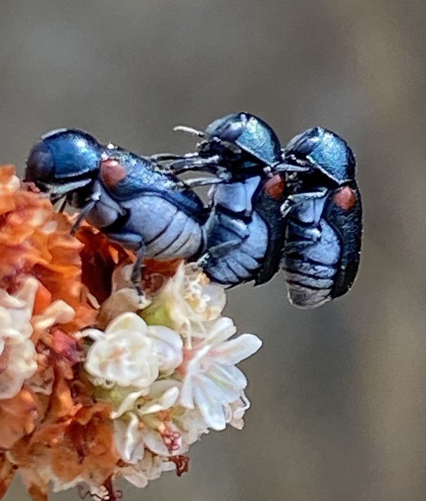 Red-shouldered Leaf Beetle from Mission Trails Regional Park, San Diego ...