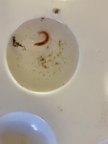 iNaturalist observation photo of Non-biting Midges