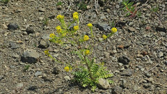 Sisymbrium austriacum