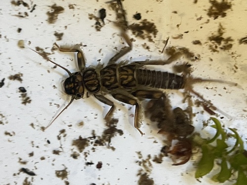iNaturalist observation photo of Common Stoneflies