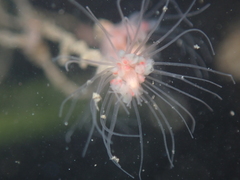 Ectopleura marina
