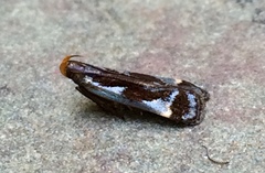 Dichomeris ochripalpella