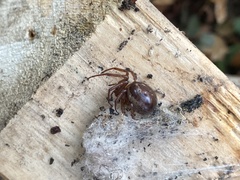 Steatoda nobilis