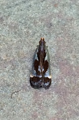 Dichomeris ochripalpella