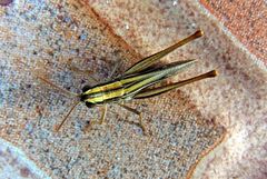 Euchorthippus chopardi