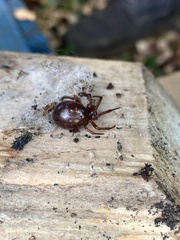 Steatoda nobilis