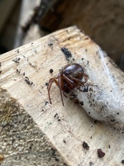 Steatoda nobilis