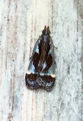 Dichomeris ochripalpella