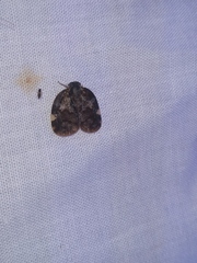 Aprivesa unimaculata