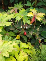 Angiospermae