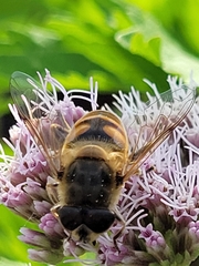 Eristalis tenax
