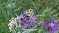 Centaurea uniflora