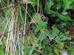 Crepis conyzifolia