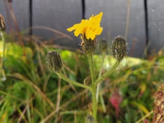 Crepis conyzifolia