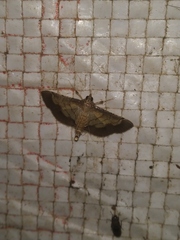 Cnaphalocrocis trebiusalis