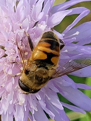 Eristalis tenax