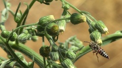 Coelioxys haemorrhoa