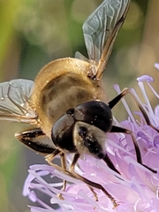 Eristalis tenax