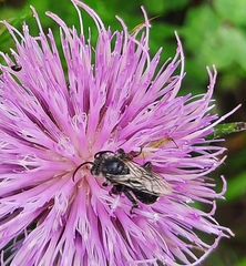 Melissodes desponsus