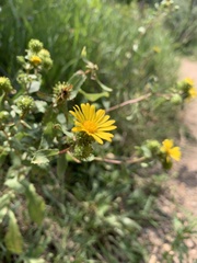 Grindelia subalpina