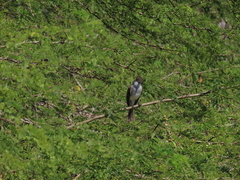 Myiarchus antillarum