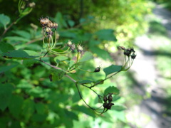 Spiraea chamaedryfolia