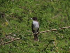Myiarchus antillarum